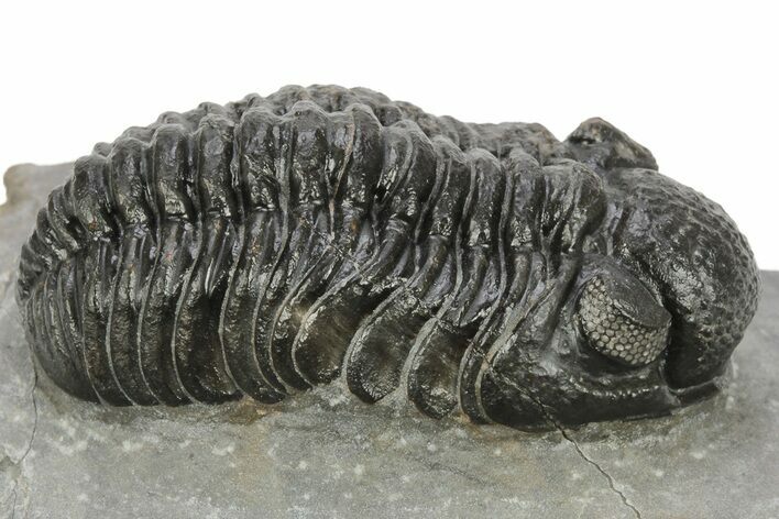 Phacopid (Adrisiops) Trilobite - Jbel Oudriss, Morocco #222408